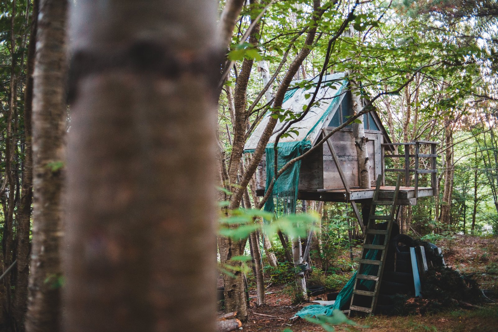 Can Treehouse Survive Weather?: Unveiling the Truth